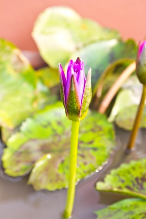 asian pink lotus flower の写真素材