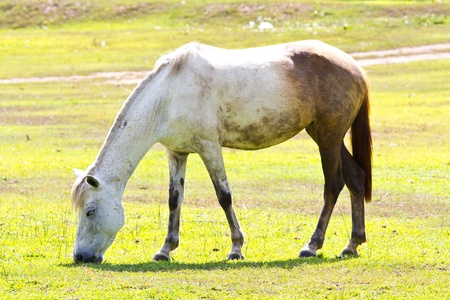 horse eating grass の写真素材