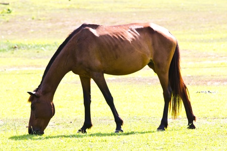 horse eating grass の写真素材
