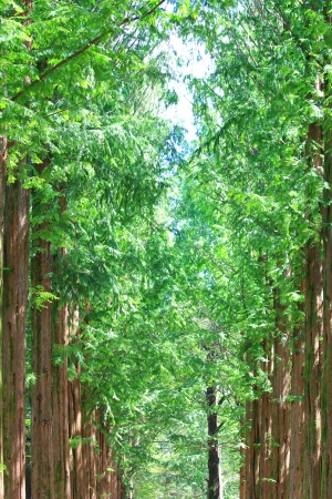 Raw of trees at Nami Island,South Korea where Winter Sonata was shot.の写真素材