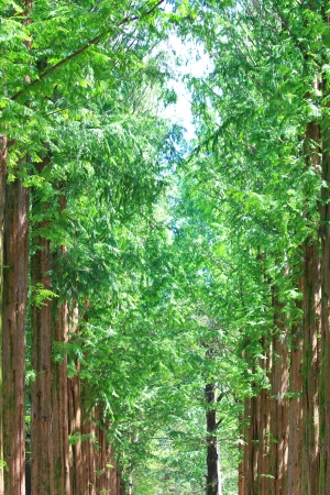 Raw of trees at Nami Island,South Korea where Winter Sonata was shot.の素材 [FY31016596764]