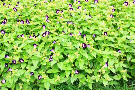 Torenia fournieri Lindl, Wishbone flowerの写真素材