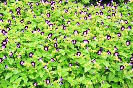  torenia fournieri lind, wishbone flowerの写真素材