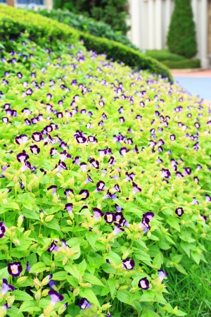  torenia fournieri lind, wishbone flowerの写真素材