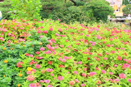 Colorful flowers background の写真素材