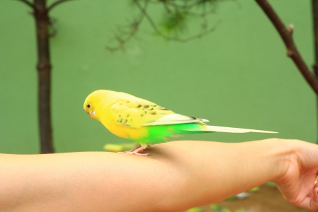Small Budgies  on Tree Branch の写真素材