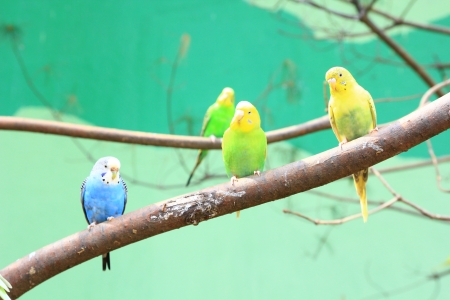 Small Budgies  on Tree Branch の写真素材