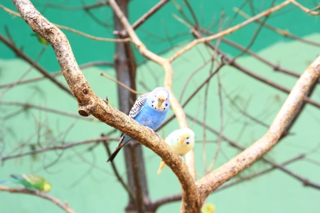 Small Budgies  on Tree Branch の写真素材