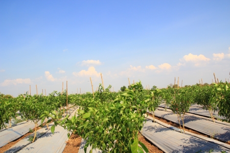 Growing chilli peppers の写真素材