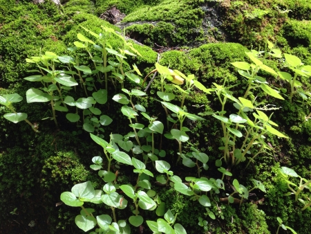 Bright green moss macro shot on the rock in the waterfall 