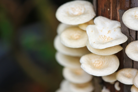 Bunch of fungi grows on oak tree buttの写真素材