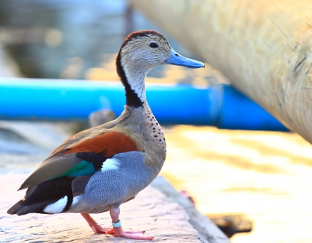 The Mallard or Wild Duck  Anas platyrhynchos   Male birdの写真素材