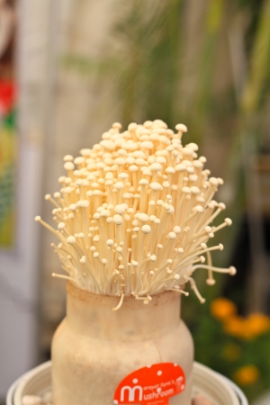 Cultivation of Ganoderma lucidumの写真素材