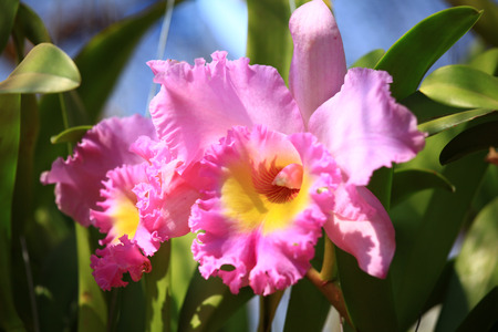 Beautiful Gorgeous white and magenta orchid flower  Cattleya sp の写真素材