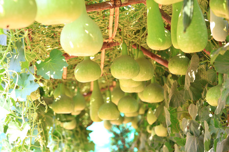 Winter melon hang in the hanging gardenの写真素材