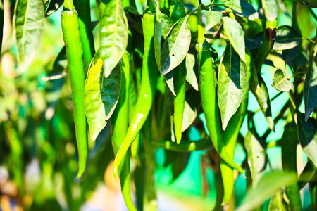Chili farm in Thailandの写真素材