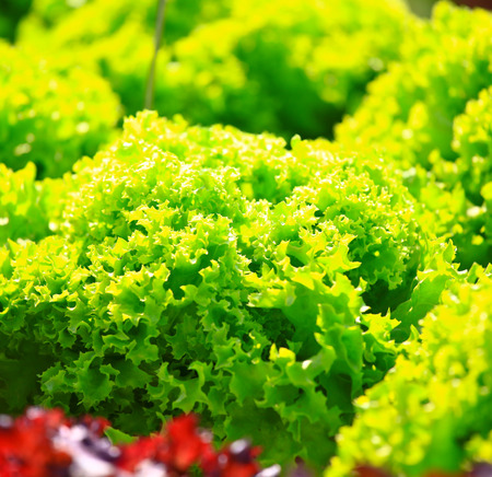 hydroponics green vegetable in farmの写真素材