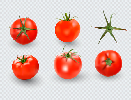 Tomato set. Red tomato collection. Photo-realistic vector tomatoes on transparent backgroundのイラスト素材