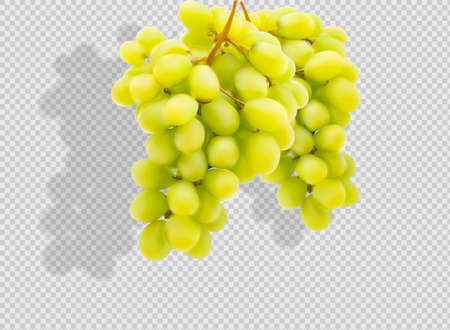 Ripe grape isolated on white. Vector illustration.のイラスト素材