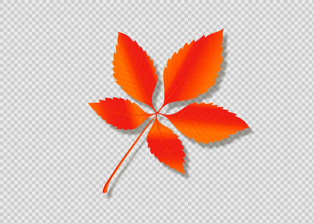 Autumn Leaf Isolated on white background. Vector Yellow leaf.のイラスト素材