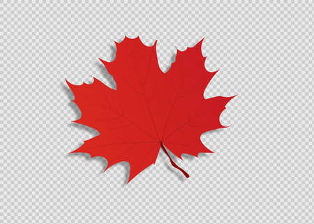 Autumn Leaf Isolated on white background. Vector yellow leafのイラスト素材