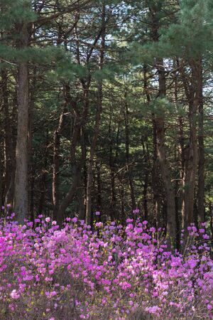 Spring is full of pink rhododendrons in the mountains and forests.の写真素材