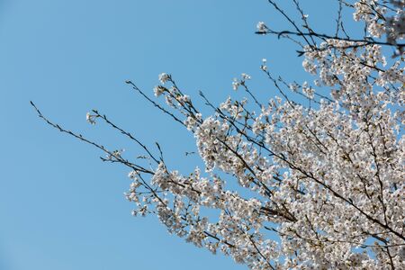 Spring flowers, white cherry blossoms and blue sky backgroundの写真素材