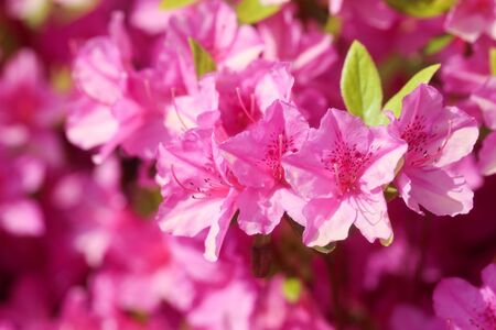 Close-up royal white azalea blossomsの写真素材