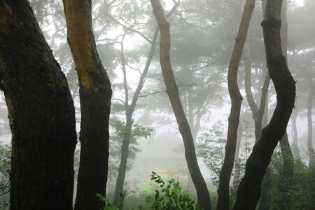 Misty morning in the forest. Hoam Mountain, South Koreaの写真素材