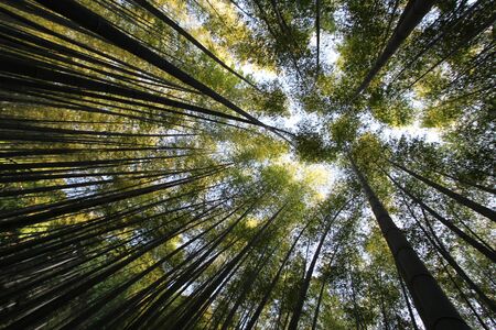 look up from the bamboo grove. Damyang, South Koreaの写真素材