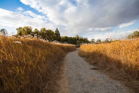 Path between autumn reed fieldsの写真素材