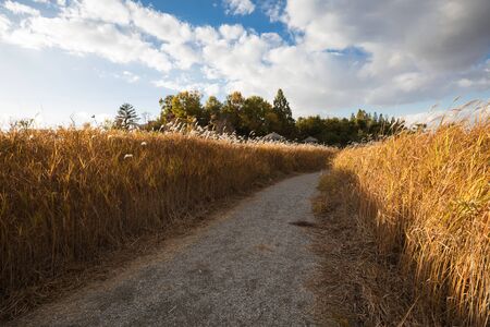 Path between autumn reed fields