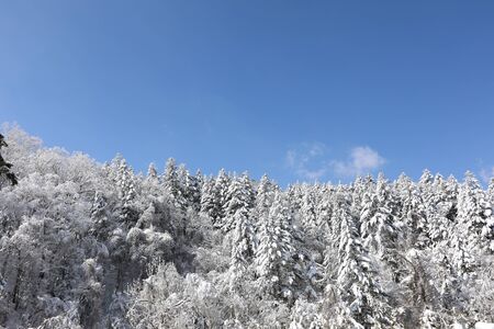 Beautiful snow-covered winter forest in Korea.の写真素材