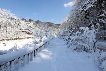 Snowy winter forest road and blue sky. Odaesan national park, Gangwon-do, Koreaの写真素材