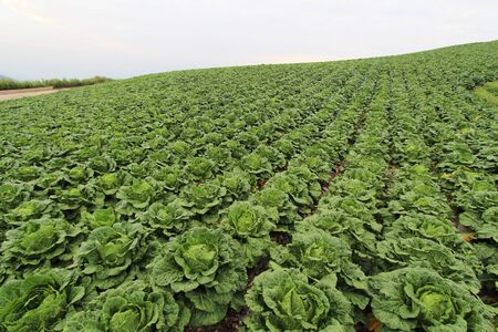 Korean highland cabbage patch landscapeの写真素材