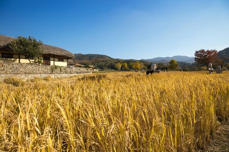 Beautiful autumn rice field and traditional thatched house. Traditional farm village in Asan Oeam folk village, South Koreaの写真素材