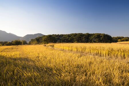 Autumn rice field scenery. Asan Oeam village, South Koreaの写真素材