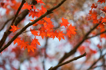 Autumn mountain and beautiful Korean temple roof landscape. Naejangsan National Park, South Korea.の写真素材