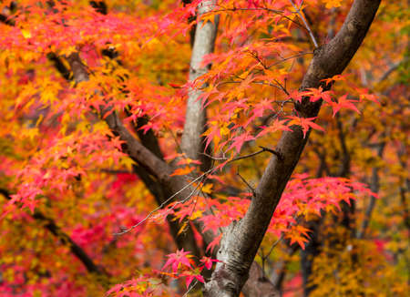 Autumn mountain and beautiful Korean temple roof landscape. Naejangsan National Park, South Korea.の写真素材