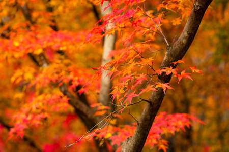 Autumn mountain and beautiful Korean temple roof landscape. Naejangsan National Park, South Korea.の写真素材