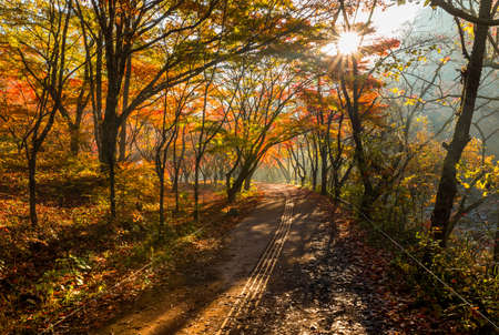 Autumn mountain and beautiful Korean temple roof landscape. Naejangsan National Park, South Korea.の写真素材