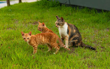 wild stray cat family in the parkの写真素材