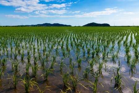 Rural rice field landscape on a summer day. Ganghwa-gun, Incheon, South Koreaの写真素材