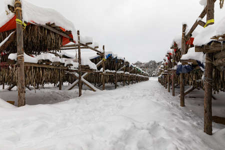 Korean winter dried pollack. The white snow-covered landscape of Hwangtae-deokjang.の写真素材
