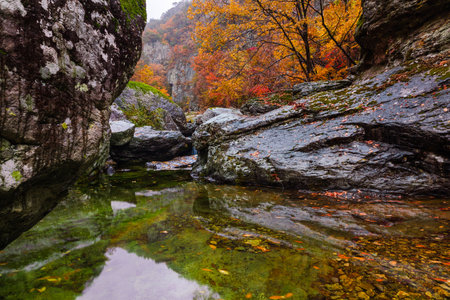Rainy autumn mountain, valley foliage landscape. Clear water flowing between colorful maple trees and rocks in the valley. Juwangsan National Park, South Korea.の写真素材