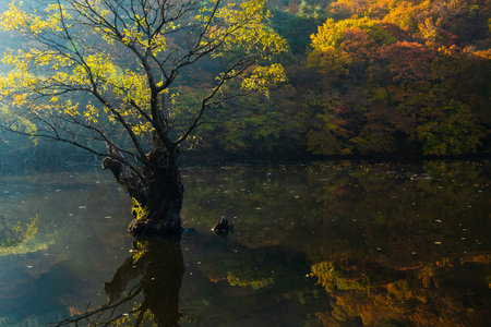 Autumn, morning lake landscape. A large willow tree rooted in the water is reflected on the surface of the water. Jusanji Park, South Korea.の写真素材
