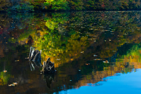 Autumn, morning lake landscape. Maple tree landscape with reflection in calm water and tree trunk with roots in water. Jusanji Park, South Korea.の写真素材