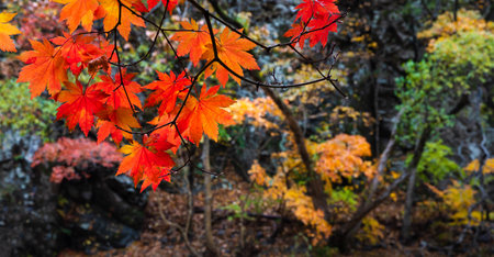 Autumn landscape. Rainy maple forest, close-up photo of water droplets on red maple branches....