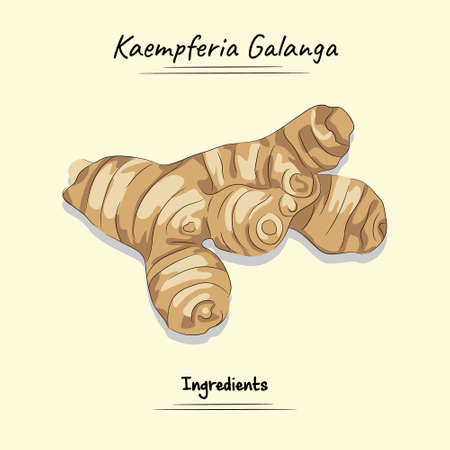Kaempferia Galanga Illustration Used Ingredients For Cooking Some Food, Sketch & Vector Style