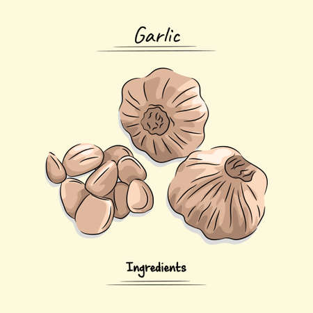 Garlic Used Ingredients Cooking For Some Food, Sketch & Vector Styleのイラスト素材